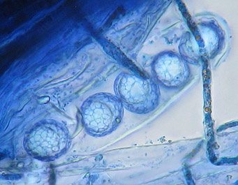 Lamprospora densireticulata, spores staine with cotton-blue
