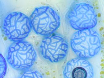 Lamprospora gyroweisiae