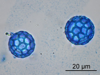 Lamprospora kristiansenii, ascospores stained with cotto-blue