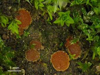 Lamprospora miniata var. parvispora, apothecia