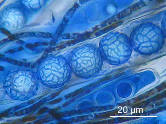 Lamprospora seaveri, ascospores stained with cotton-blue