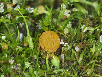 Lamprospora verrucispore, apothecia between shoots of Campylopus pyriformis