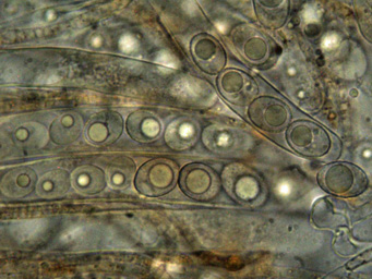 Octosproa humosa, apothecium with Polytrichum piliferum