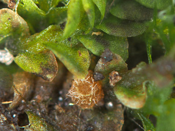 Octosporella australis, apothecium on Lethocolea pansa