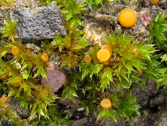 Octospora axillaris, apothecia on Phascum cuspidatum