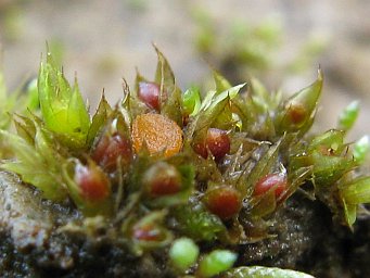 Octospora axillaris var. tetraspora, apothecia between shoots of Phascum cuspidatum