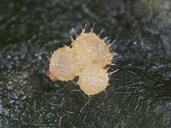 Octosporopsis erinacea