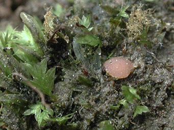 Octosproa fissidentis, apothecia with Fissidens bryoides