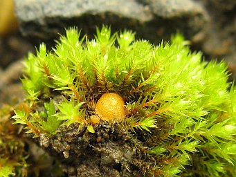 Octospora gemmicola, apothecia on soil between shoots of Bryum dichotomum