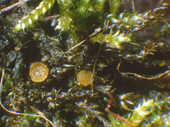 Octospora hygrohypnophila