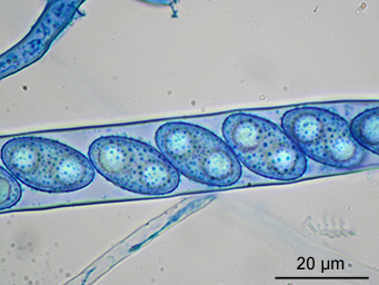 Octospora ithacaensis, ascospore