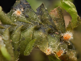 Octosporella jungermanniarum, ascomata