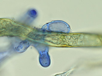 Octospora leucoloma, infection