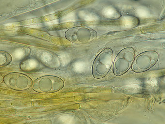 Octospora leucoloma, ascospores