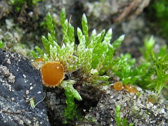 Octospora leucoloma var. tetraspora, apothecia in turf of Bryum argenteum