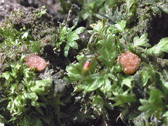 Octosproa nemoralis, apothecia with Fissidens bryoides